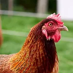 Vinkelgaard *
