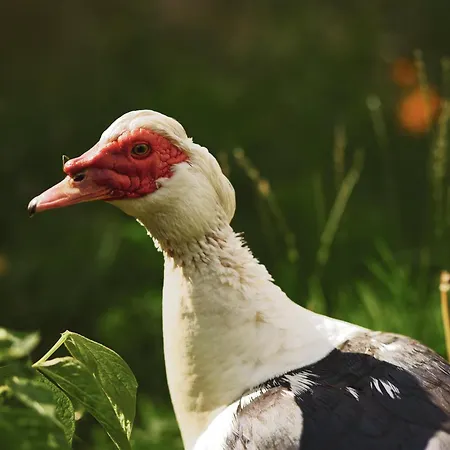 Vinkelgaard * Ringsted