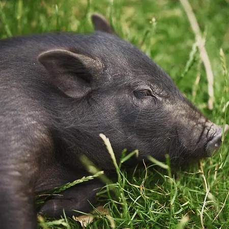 Vinkelgaard Apartament Ringsted