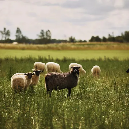 Vinkelgaard Apartment