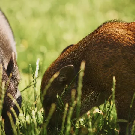 Vinkelgaard Ringsted