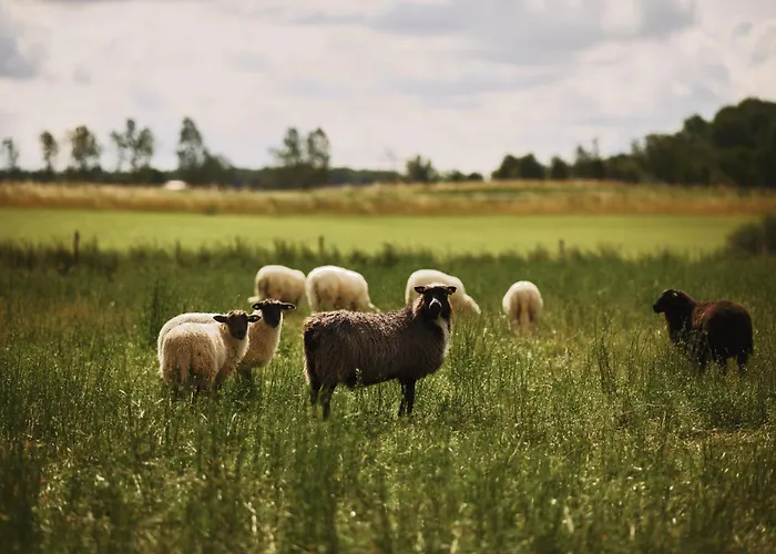Vinkelgaard Daire